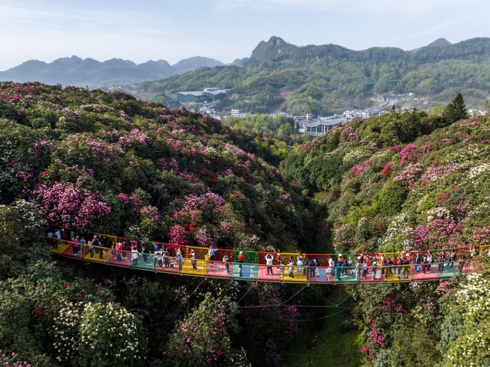 贵州毕节百里杜鹃迎盛花期 邀您共赴春日“地球彩带”之约_fororder_2025-08-06，在贵州省毕节市百里杜鹃管理区，游客正在景区里游玩赏景。 (1)